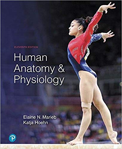 Human Anatomy & Physiology  (11th Edition) - 9780134580999